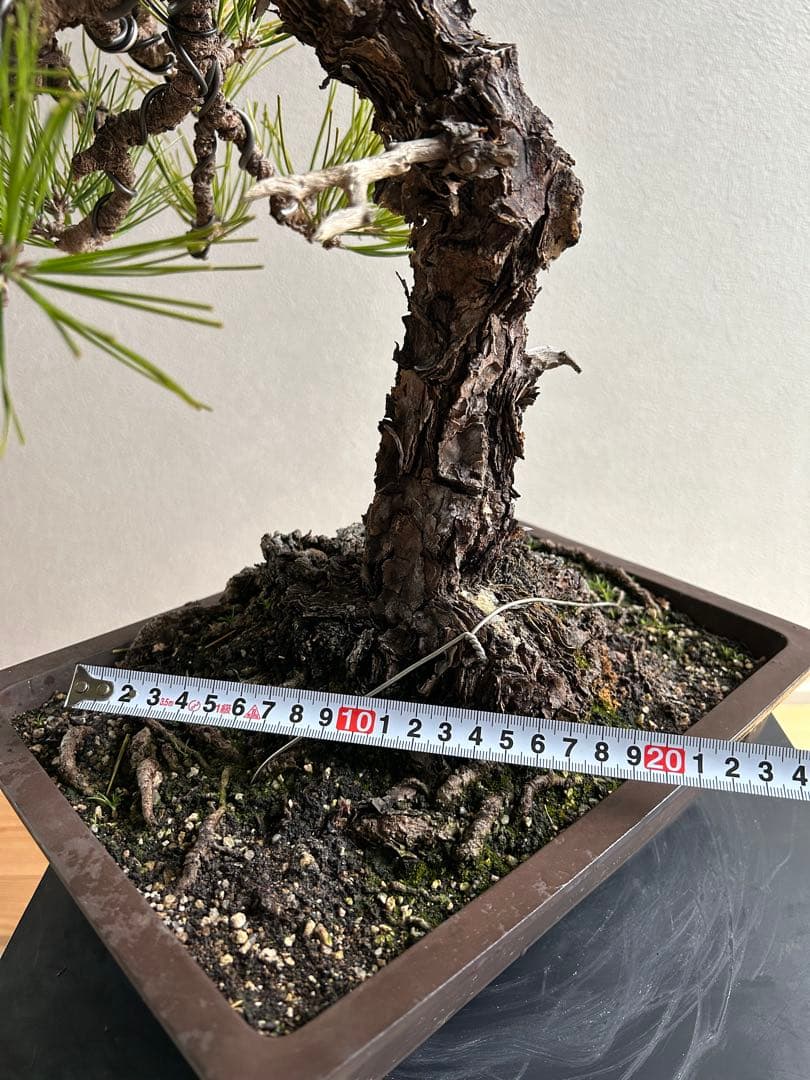 黒松　盆栽　激古　中品　足元15㎝