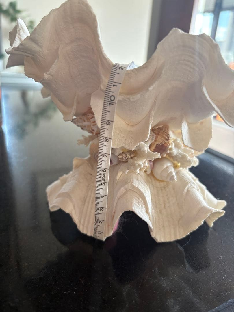 天然貝殻のインテリア置物　ハワイ産