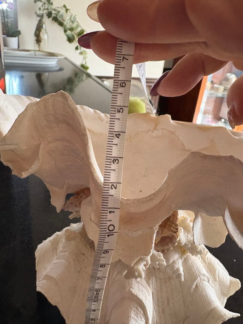 天然貝殻のインテリア置物　ハワイ産