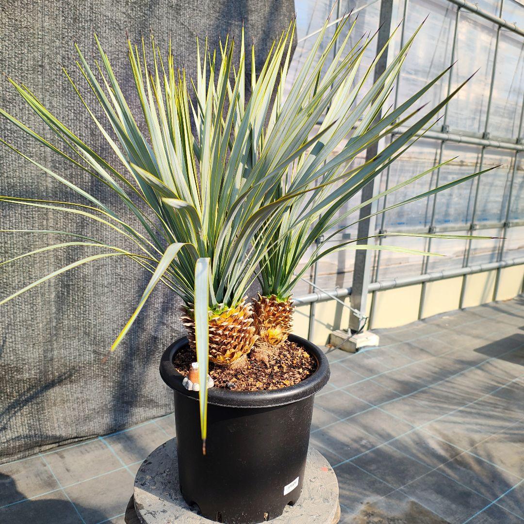 ロストラータ Hyb だぶるへっど