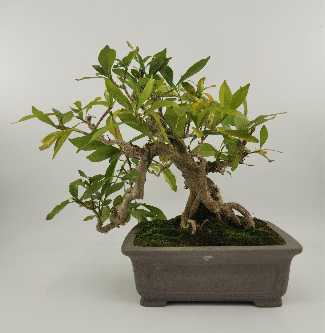 小品 懸崖 クチナシ盆栽 五葉松盆栽 真柏盆栽 懸崖 真柏 黒松 赤松 五葉松