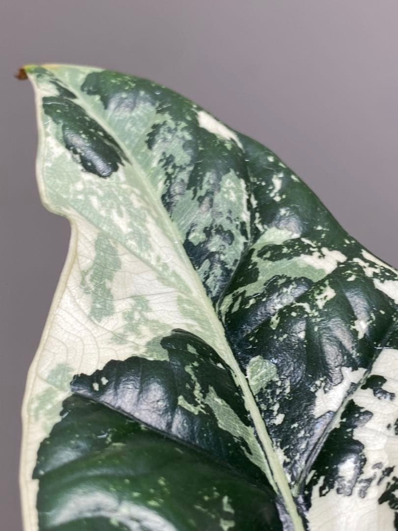 レ*迎様 【超希少‼️美株✨】アロカシア　シンポ　アルボ　斑入り　白斑　レア　人