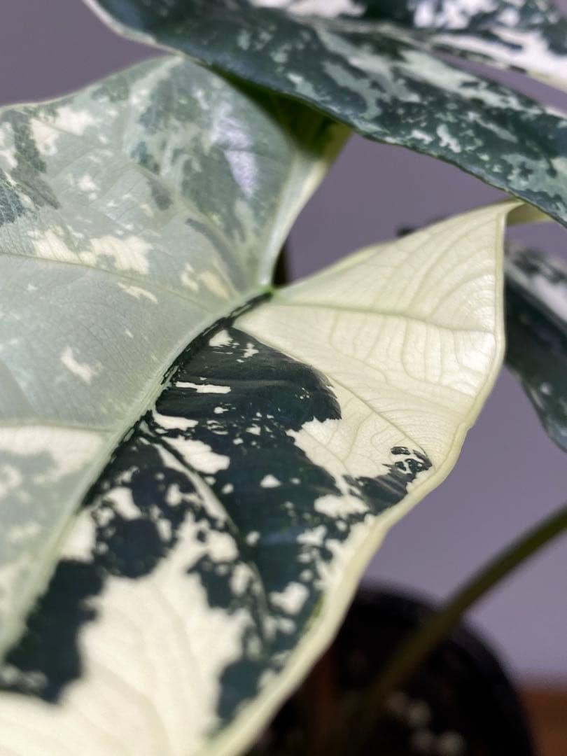 レ*迎様 【超希少‼️美株✨】アロカシア　シンポ　アルボ　斑入り　白斑　レア　人