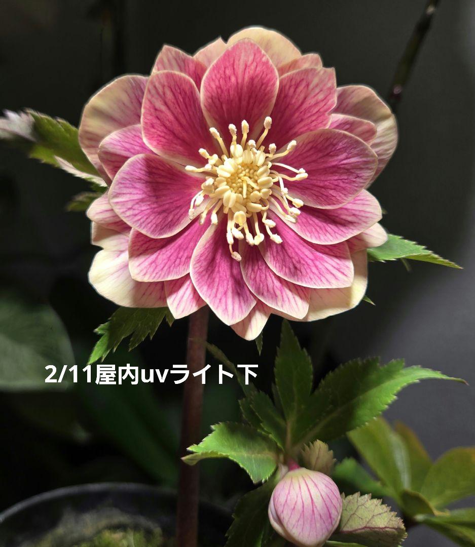 a*a様 未株分　認定ソレイユd d 　広瀬園芸　クリスマスローズ
