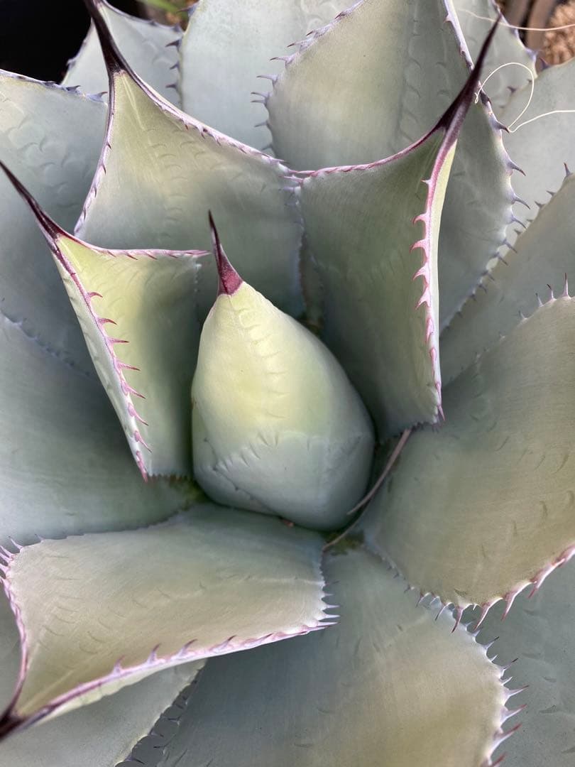 アガベ　姫吉祥天