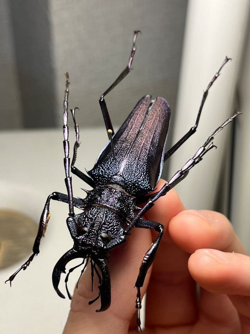 【濃紺】ツヤケシオニノコギリカミキリ ムラサキオニノコギリカミキリ キンオニ標本