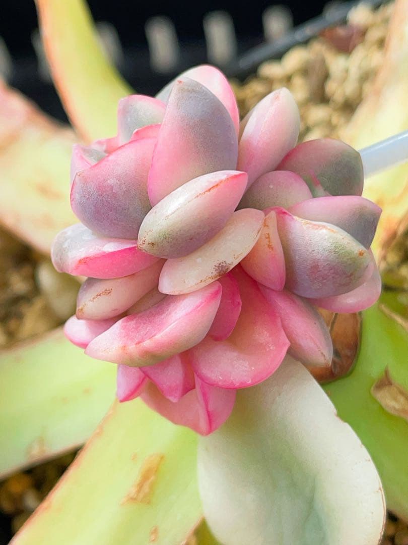 ピンクムーン錦　激レア 多肉植物　エケベリア　容器ごとヤマト便発送