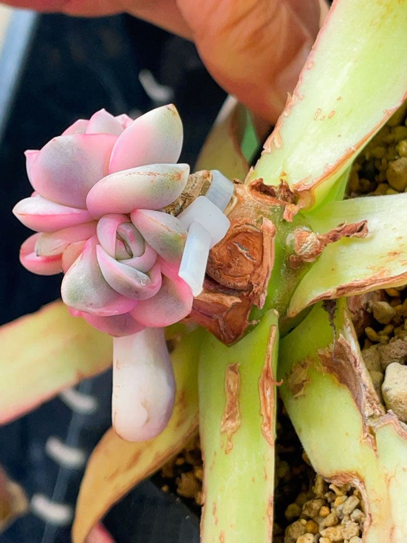 ピンクムーン錦　激レア 多肉植物　エケベリア　容器ごとヤマト便発送