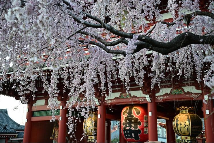 良品❤【春はもうすぐ】ニコン　初心者こそD40x　スマホ転送　デジイチ