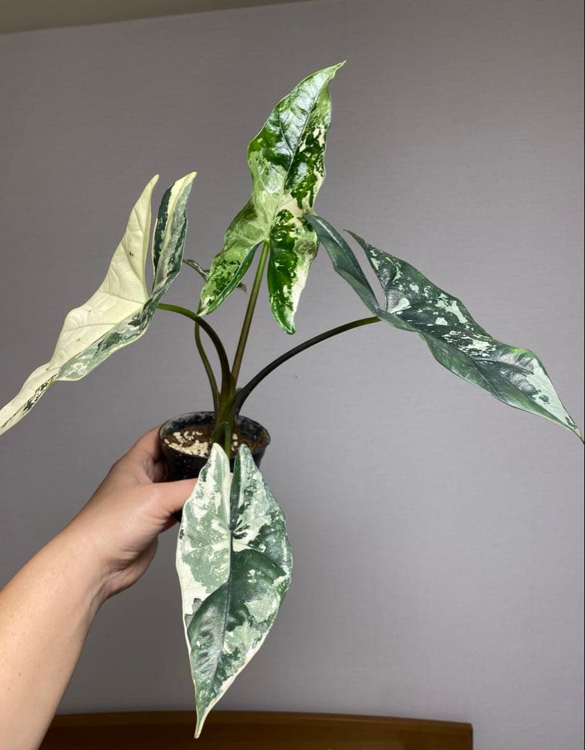 テ*ー様 【超希少‼️美株✨】アロカシア　シンポ　アルボ　斑入り　白斑　レア　人