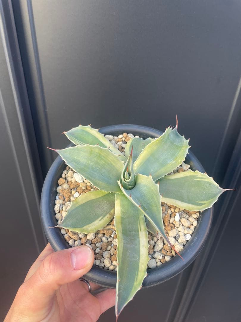 アガベ　オバティフォリア　オルカ　鉢のままメルカリ便発送