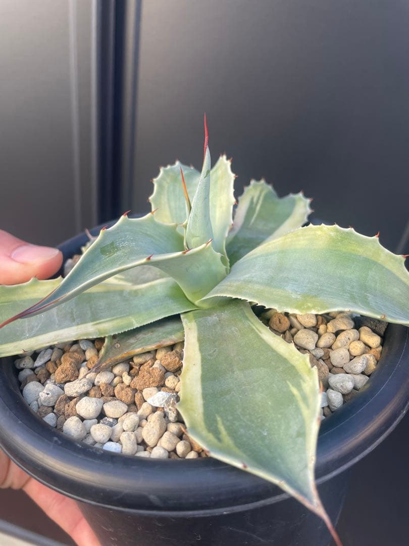 アガベ　オバティフォリア　オルカ　鉢のままメルカリ便発送
