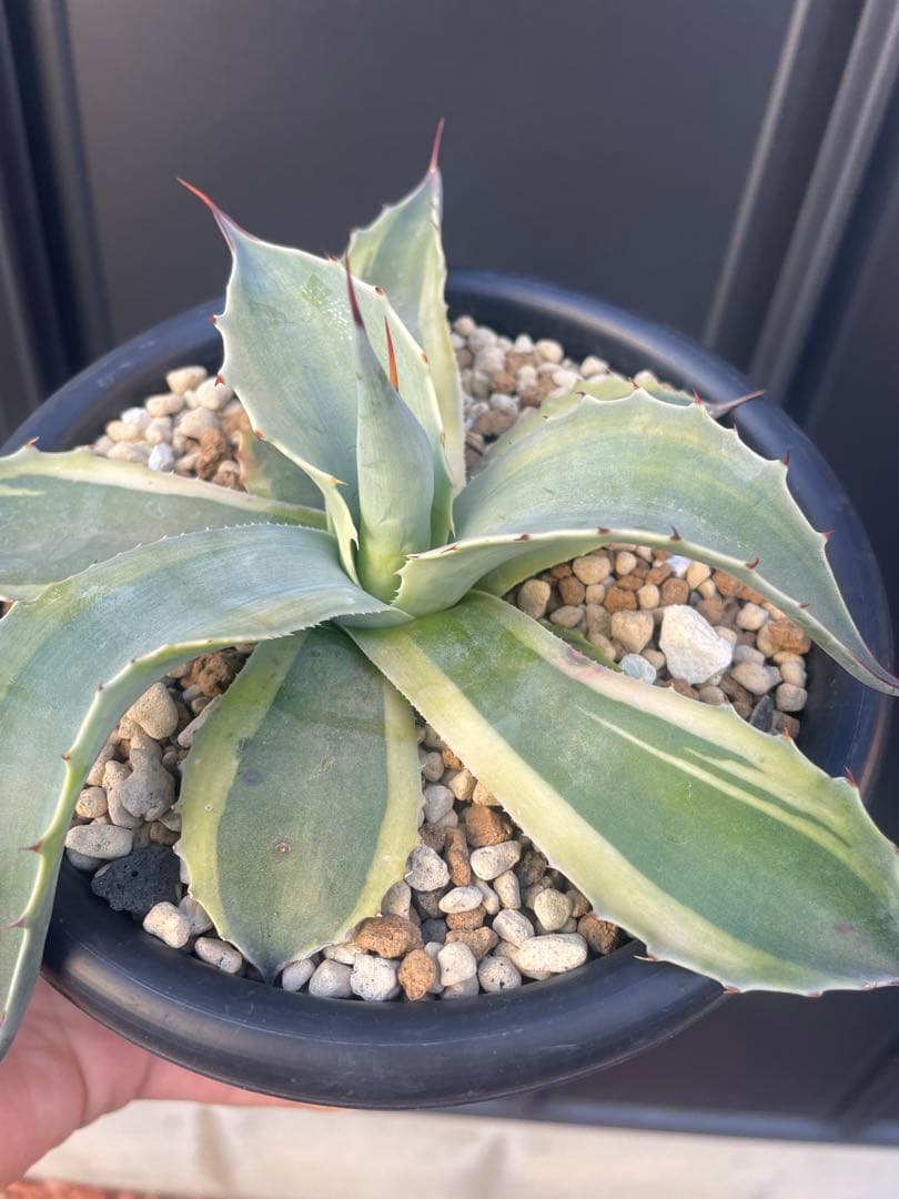 アガベ　オバティフォリア　オルカ　鉢のままメルカリ便発送