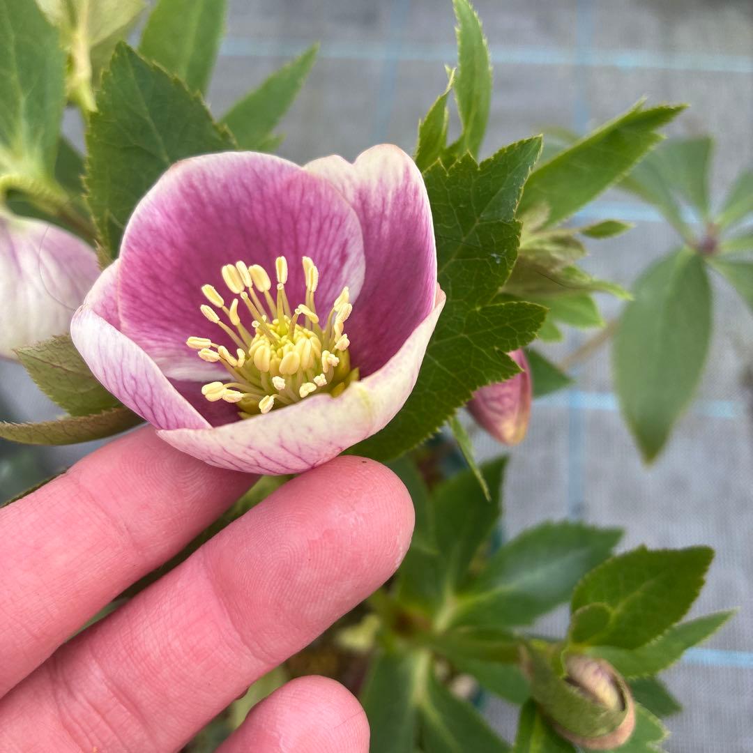 クリスマスローズ　リバーシブル　７寸