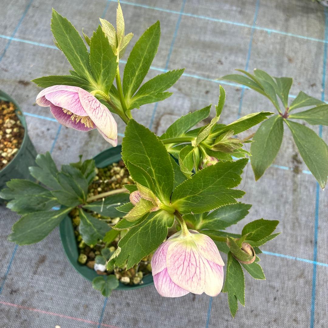 クリスマスローズ　リバーシブル　７寸