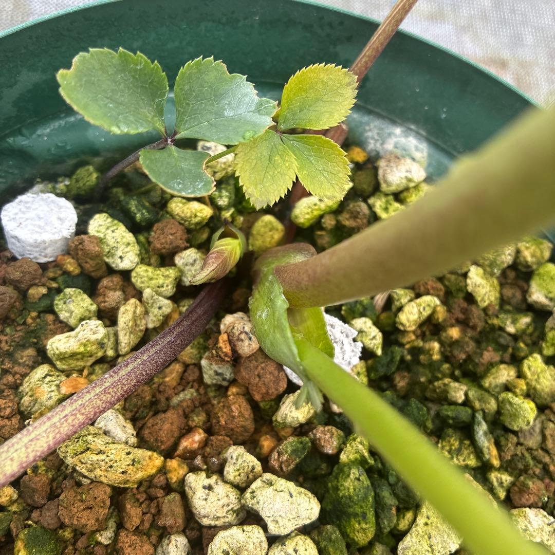 クリスマスローズ　リバーシブル　７寸