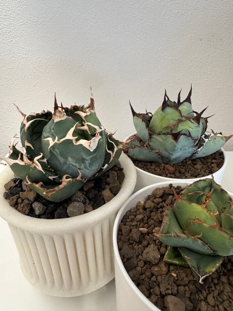 アガベ　チタノタ　セット販売