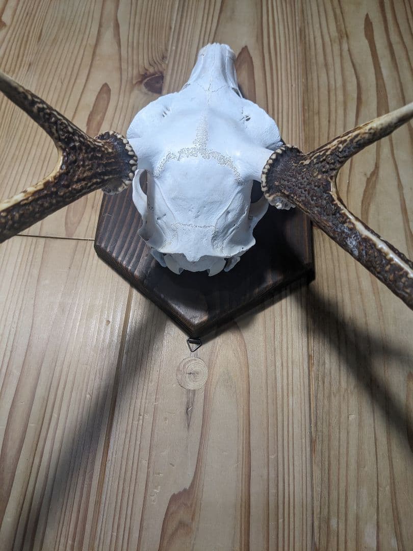 鹿角　壁掛け　ハンティングトロフィー　名勝耶馬渓産　鹿の角　有害鳥獣