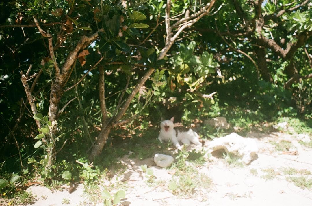 【作例あり】ASAHI PENTAX SPF＋SMC TAKUMAR 28mm