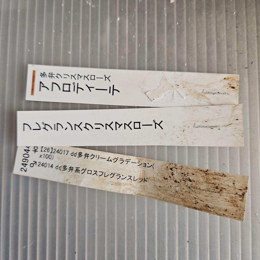 ㉖-303クリスマスローズ