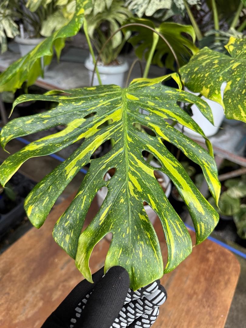 モンステラ　デリシオーサ　エレクトロライト