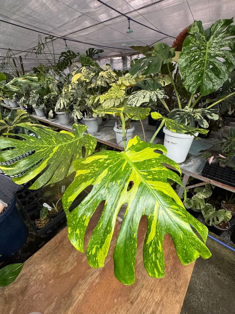 モンステラ　デリシオーサ　エレクトロライト