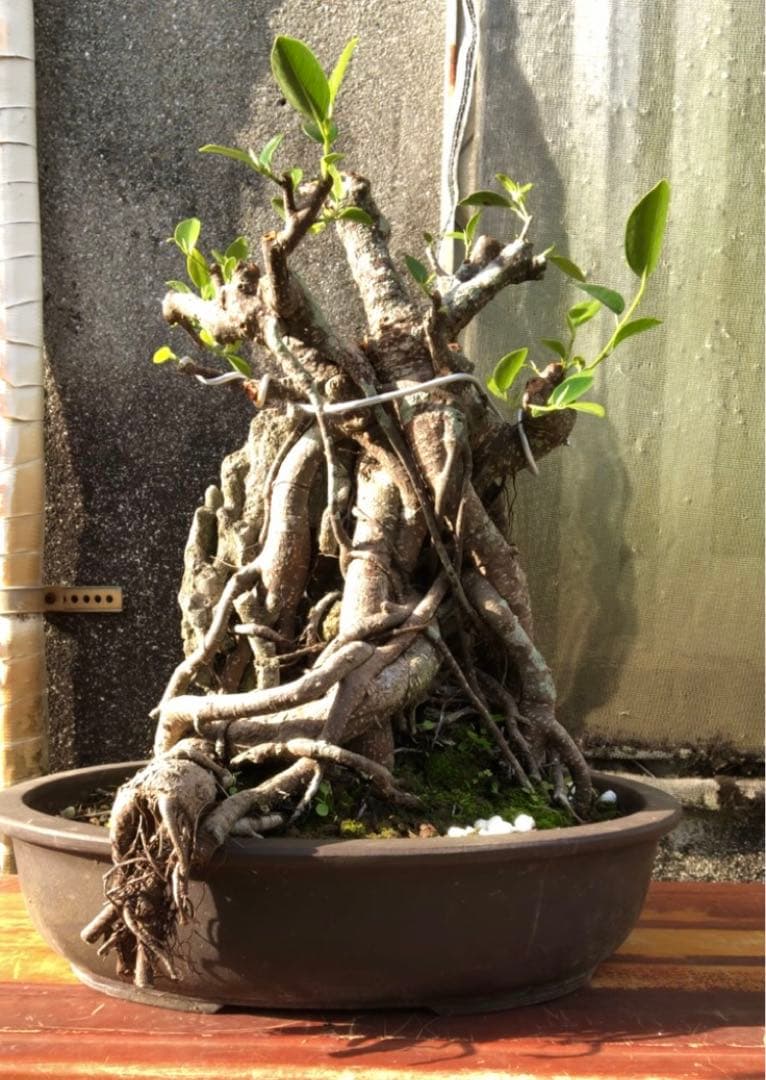 ガジュマル珊瑚石付き盆栽•持ち込み古い