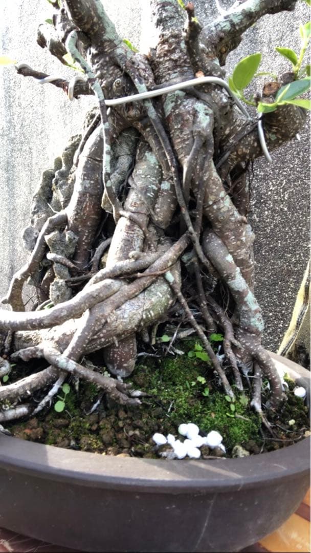 ガジュマル珊瑚石付き盆栽•持ち込み古い