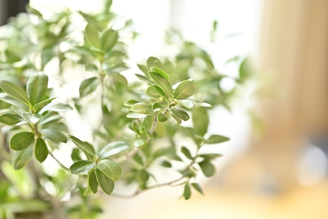 ニコン　Nikon AF-S 105mm F1.4E ED