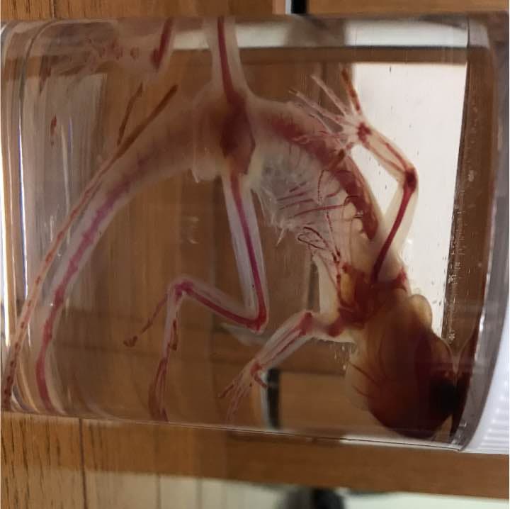 グリーンイモリ 透明標本