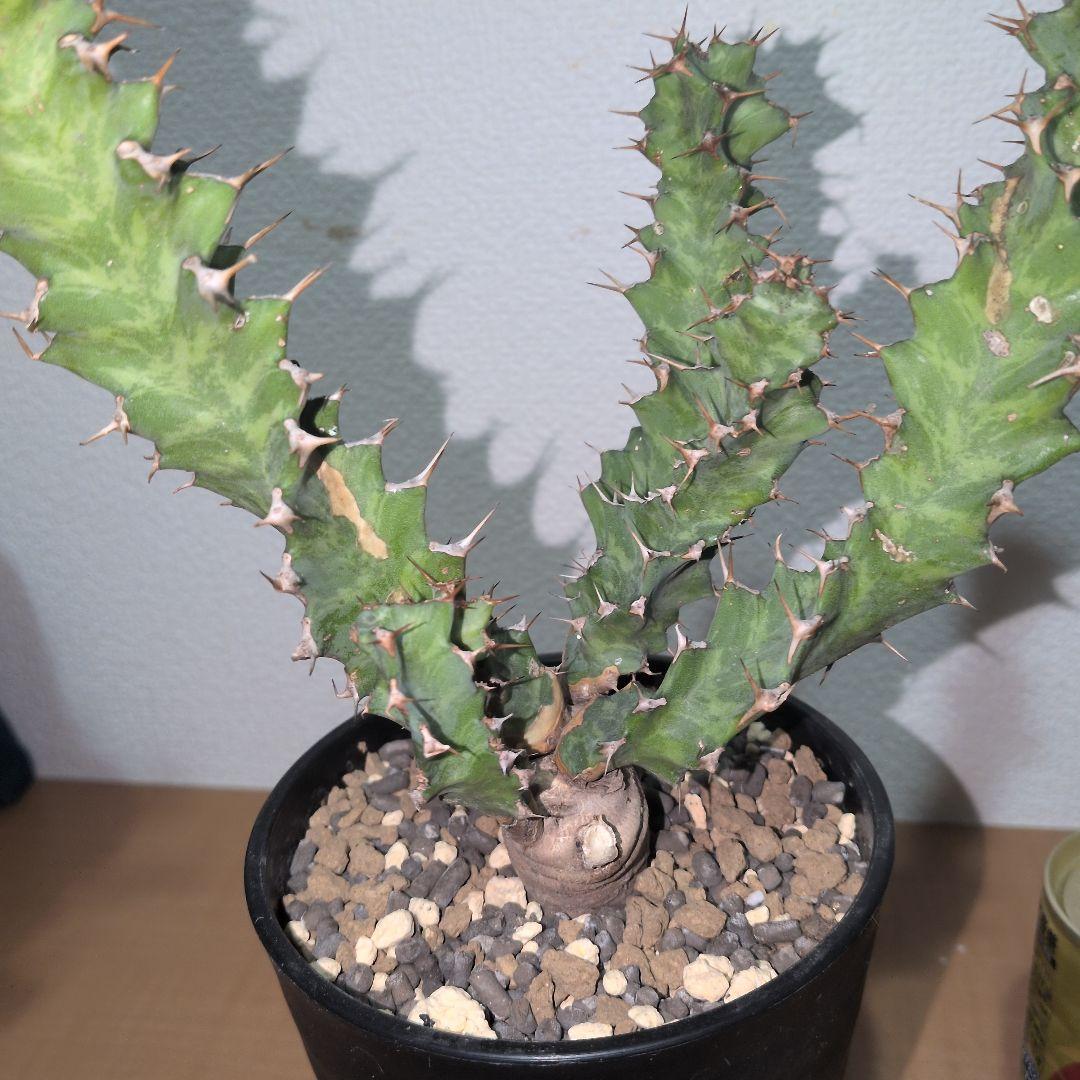 ユーフォルビア　クラビゲラ　大株 実生（鉢付き)