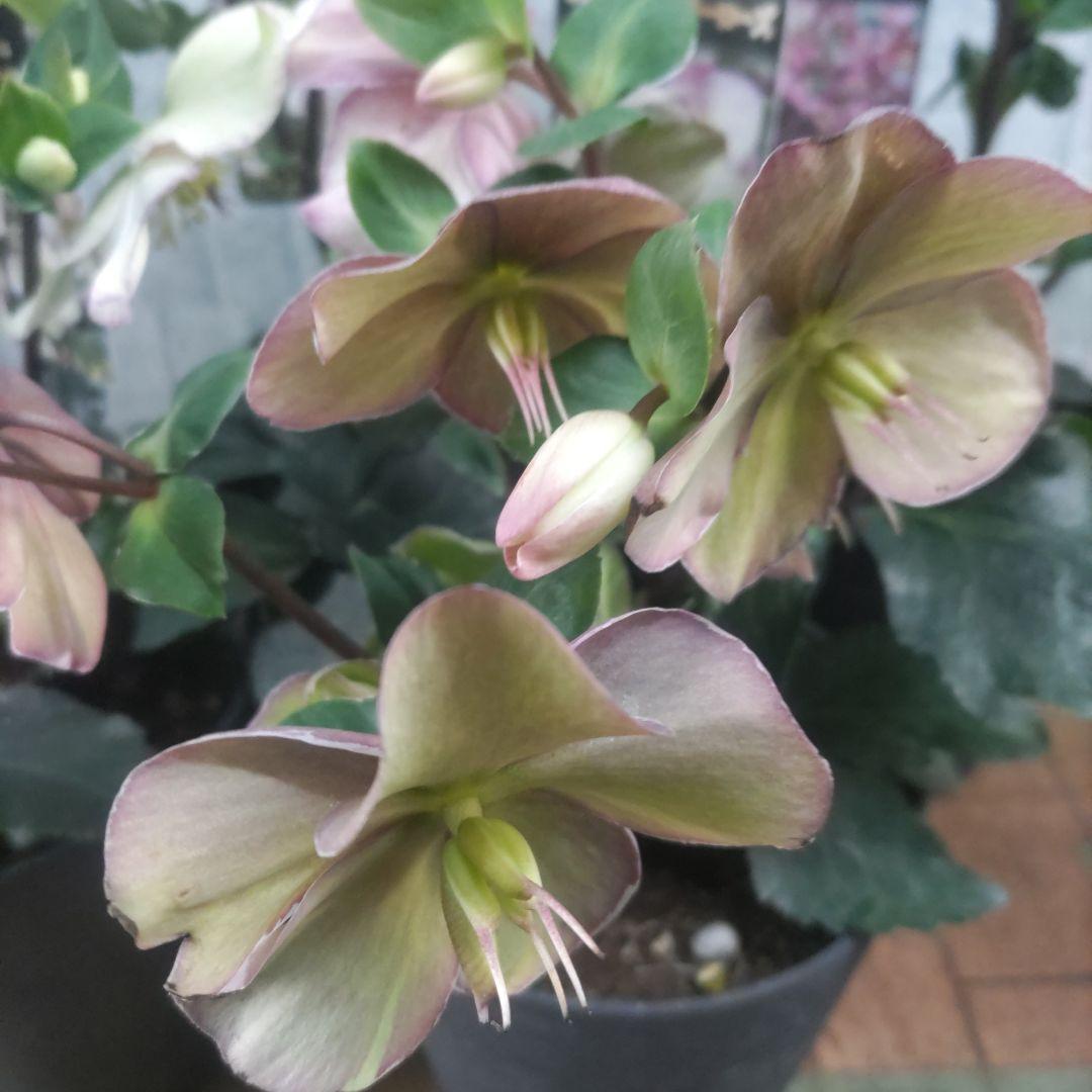 お買い得⭐️１３日入荷分⭐️クリスマスローズ⭐️氷の薔薇5号鉢⭐️5品種セット