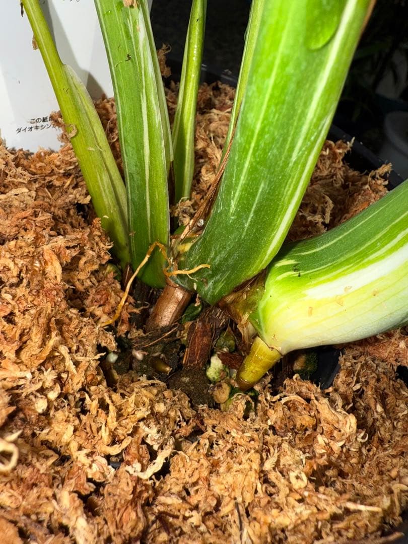 【特大極上苗】モンステラ タイコンステレーション クリームブリュレ 6号 鉢付き