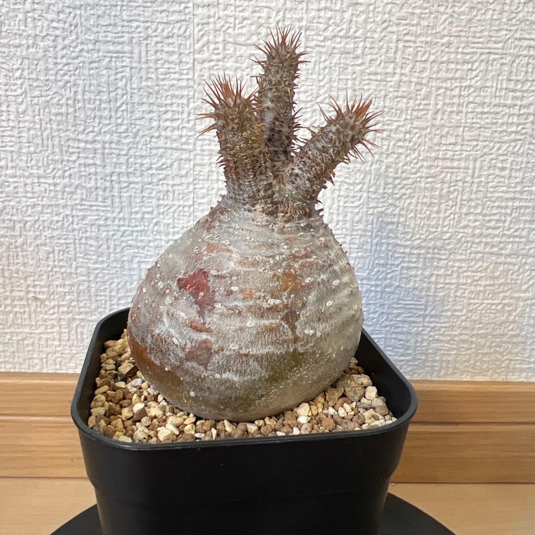 グラキリス　現地球　発根済み