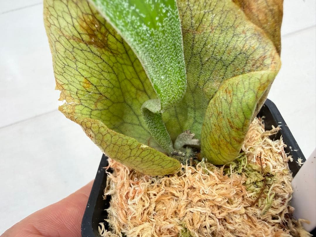 オリジナル ウネウネ UNEUNE alcicorne Madagascar