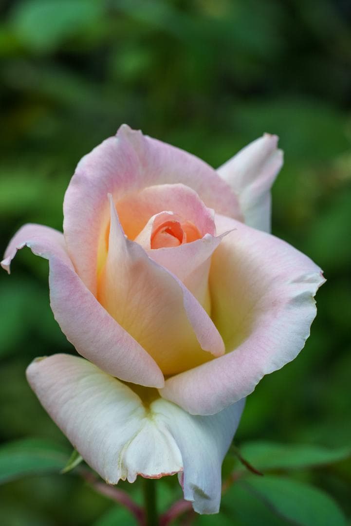 日独融合！鮮やかな中望遠 Leica Elmar-c 90mm F4 Mマウント