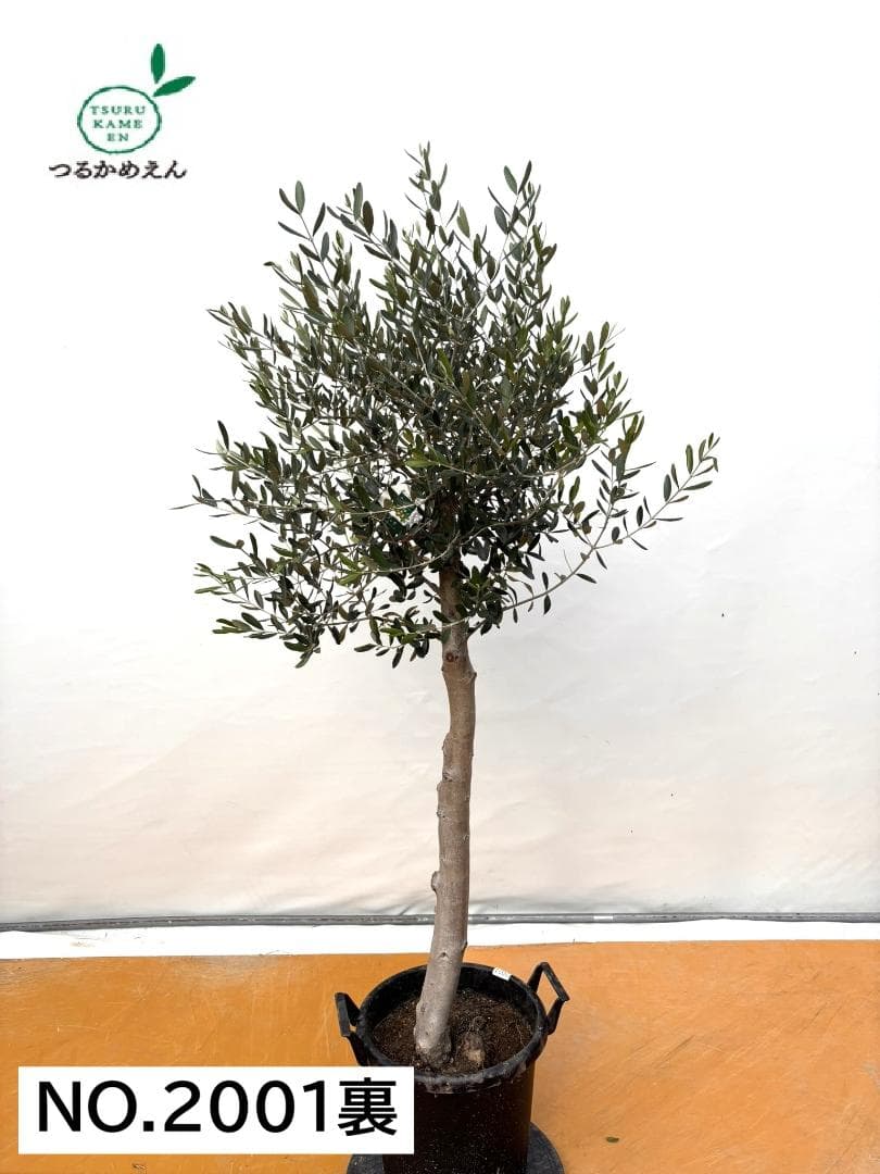 オリーブの木　ルッカ　約180cm　NO.2001　大型　人気品種　現品掲載