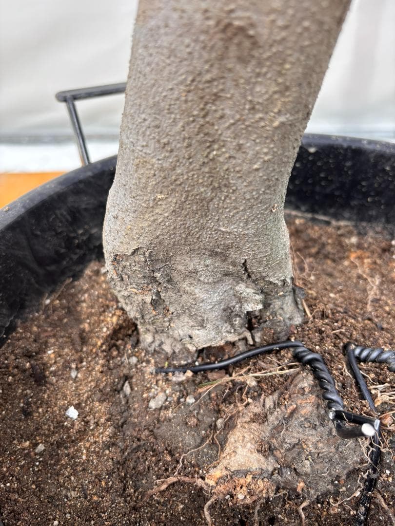 オリーブの木　ルッカ　約180cm　NO.2001　大型　人気品種　現品掲載