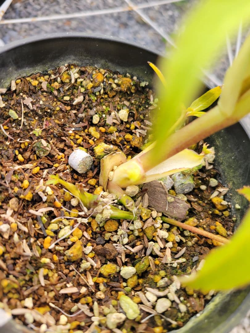 広瀬園芸　クリスマスローズ　レッドベインタブル