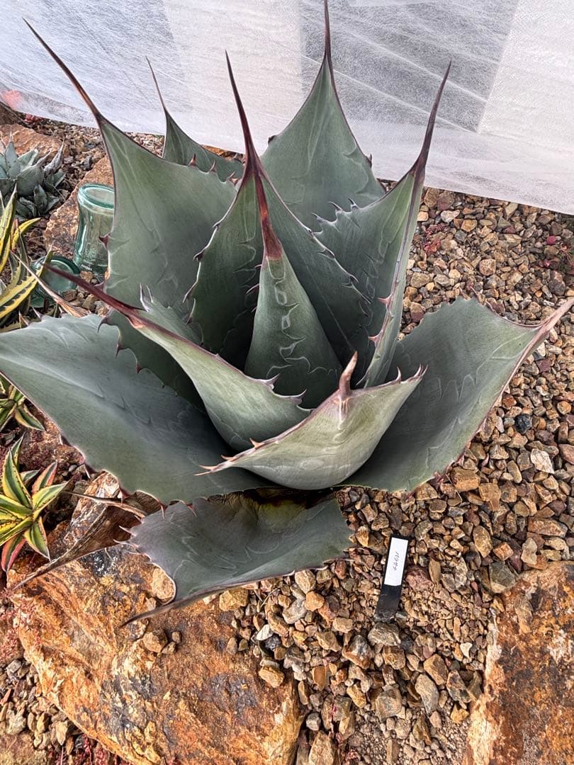 週末セール　値下げ　アガベ　パラサナ