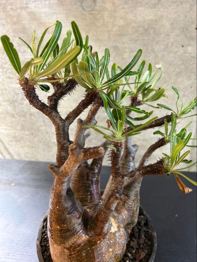 パキポディウムグラキリス　現地球　発根済　グラキリス