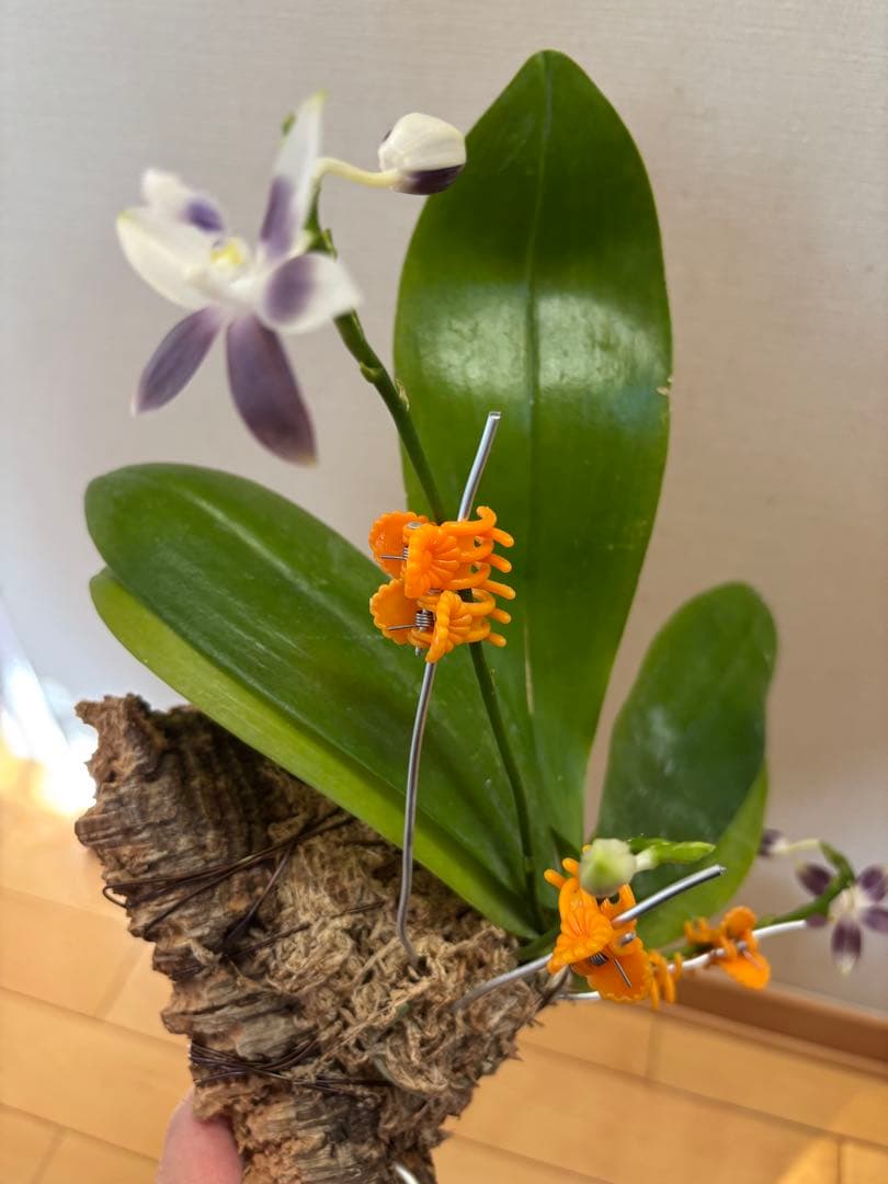 【開花優秀株=開花終了価格変更】胡蝶蘭原種　テトラピスコブラ’ウィルソン712’