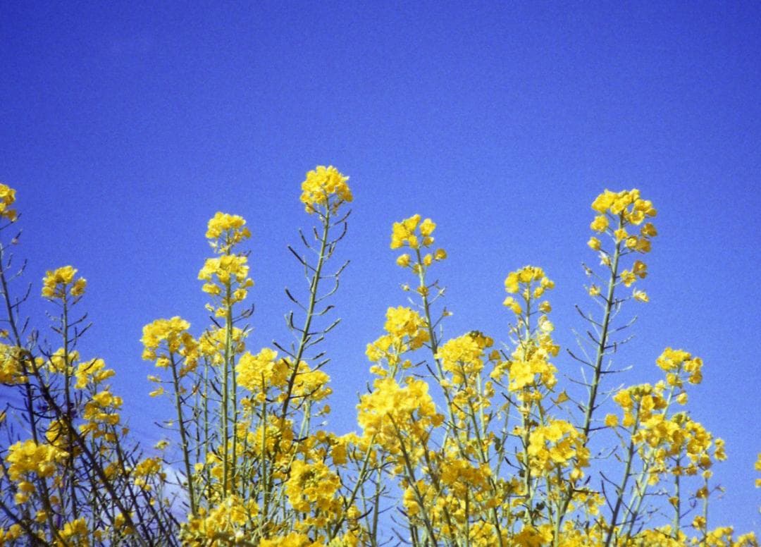 【試写確認済み】KONICA コニカ C35