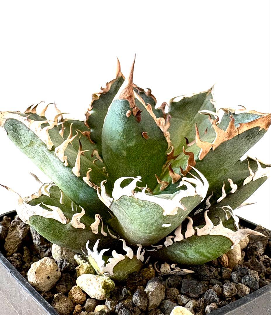 【希少株、ブツブツ】アガベ　チタノタ　レッドキャットウィーズル　ゴリ猫　裏棘