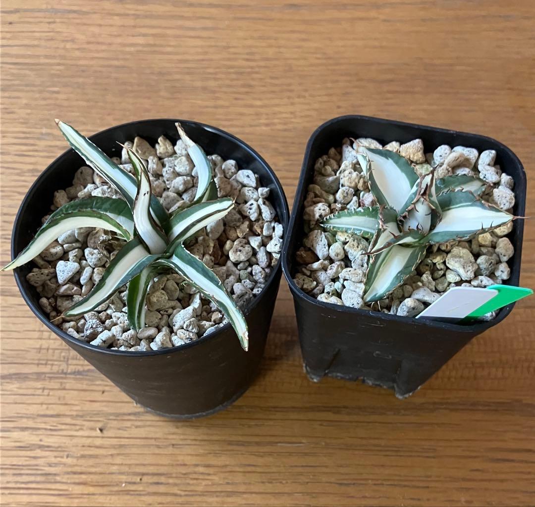 まかいきし様 リクエスト 2点 まとめ商品