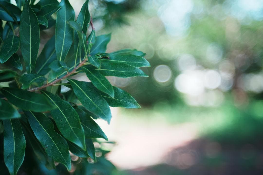 【超希少！金属製】動作◎ FUJINON 55mm F2.2 M42