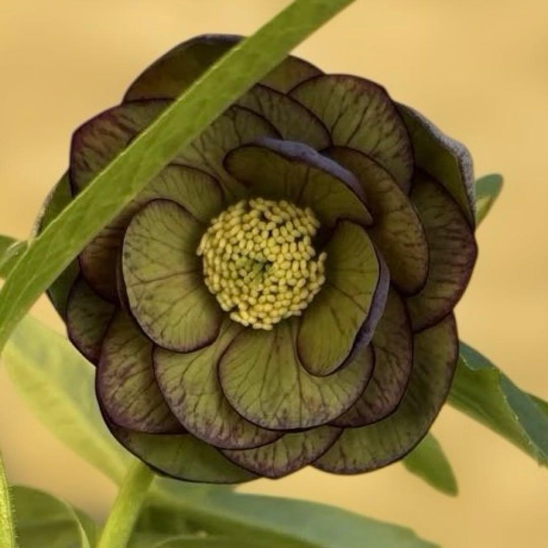 ウインターシンフォニー　小輪グリーンバイカラーDDクリスマスローズ　開花株