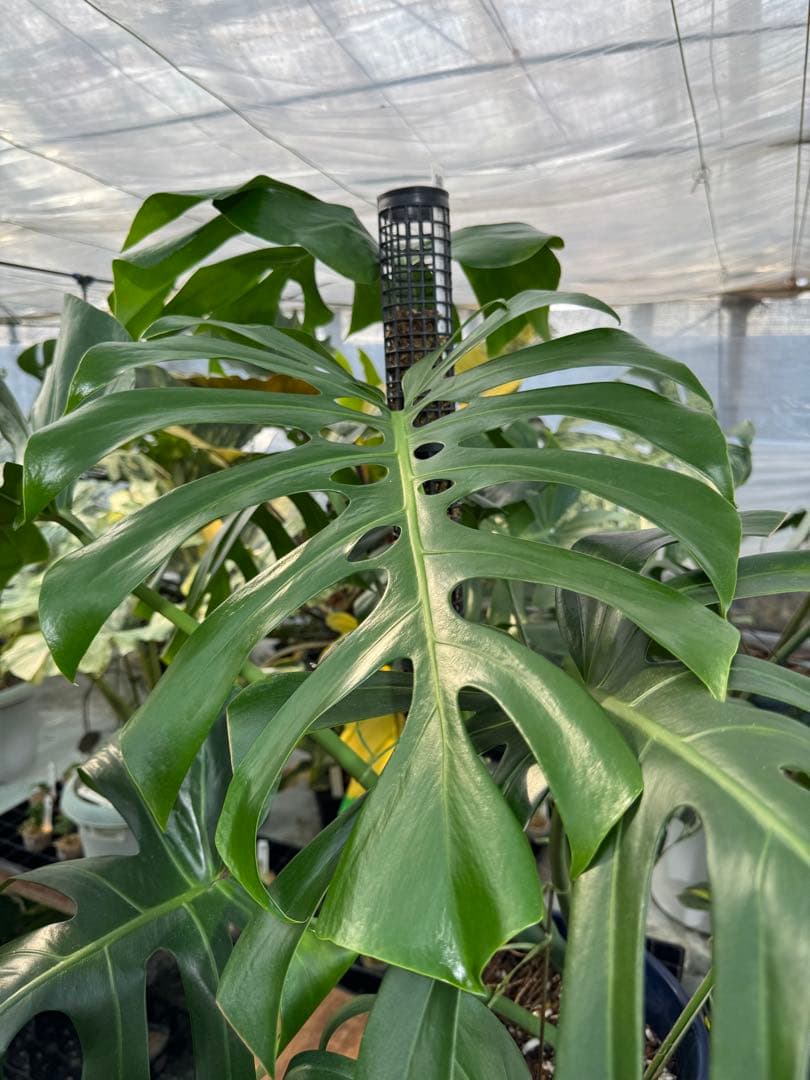 モンステラ　オリジナル　ブラジリアンフォーム　巨大株