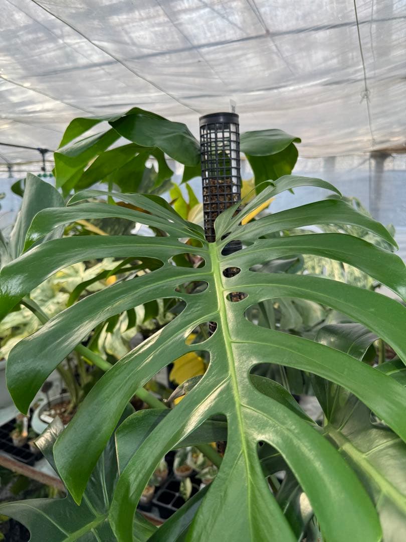 モンステラ　オリジナル　ブラジリアンフォーム　巨大株