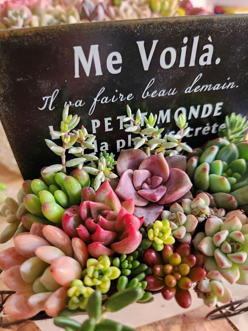 多肉植物寄せ植え
